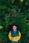 Nonton Film Soft Leaves (2025) Terbaru Nonton Film Soft Leaves (2025) Terbaru
