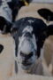Nonton Film Clarkson’s Farm Season 5 Episode 2 Terbaru Nonton Film Clarkson’s Farm Season 5 Episode 2 Terbaru